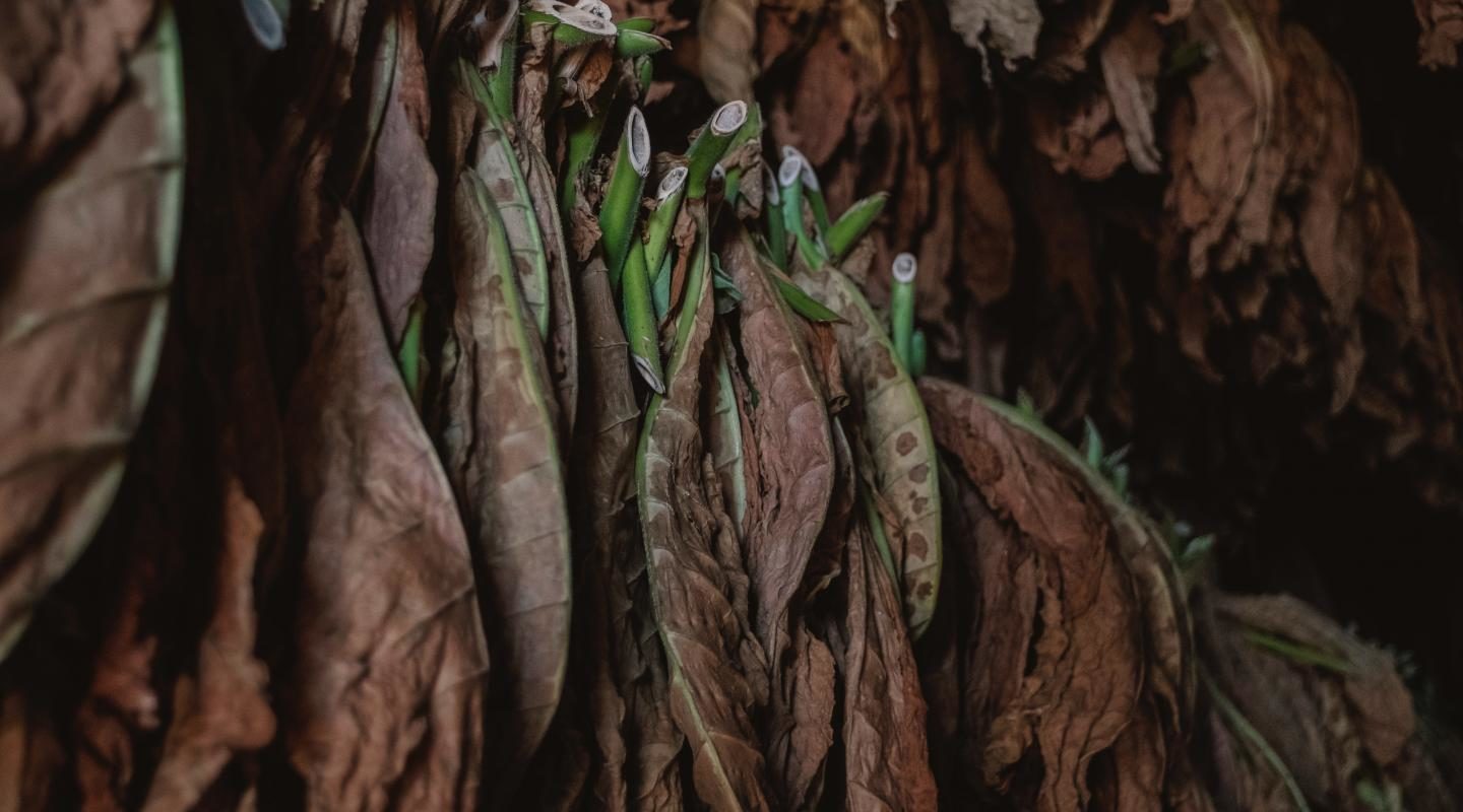 Tobacco industry’s bad manners