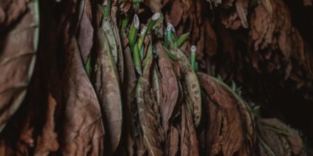 Tobacco industry’s bad manners
